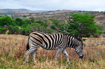 Fototapeta na wymiar Sud Africa, 28/09/2009: una zebra in una prateria nella Hluhluwe Imfolozi Game Reserve, la più antica riserva naturale istituita in Africa nel 1895 nel KwaZulu-Natal, la terra degli Zulu