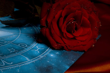 a red rose over blue zodiac like a concept for romantic astrology