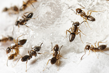 Sugar Ants