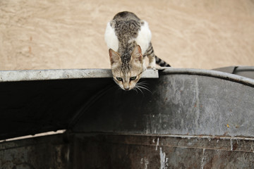 Street cat sitting on a bin