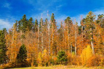 Beautiful colorful wood on lake Bajer, autumn landscape, Fuzine, Gorski kotar, Croatia 