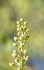 Nature in spring. Fresh green buds on tree. Vibrant colorful nature detail. Concept of springtime, growth and vitality.
