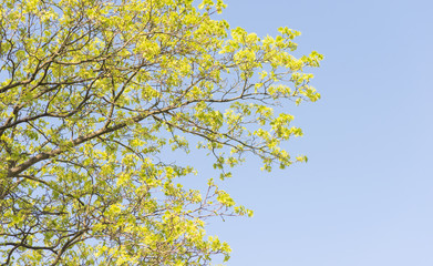 Nature in spring. Tree with fresh leaves and blue sky. Vibrant colorful nature detail. Concept of springtime, growth and vitality.