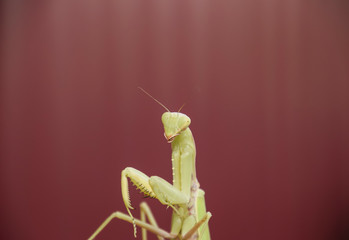 Mantis on a red background. Mating mantises. Mantis insect predator.