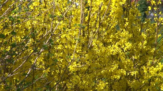 Windstille - bewegungslos pr&auml;sentiert sich der Forsythienstrauch