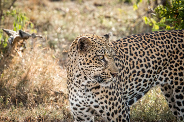 Fototapeta na wymiar Close up of a Leopard.