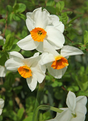 Narcisse multiflore ‘Géranium’