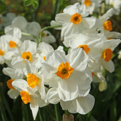 Fototapeta na wymiar Narcisse multiflore ‘Géranium’
