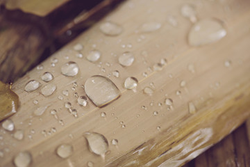Water droplets on the bamboo leaves after the rain