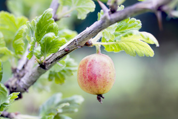 Close view of goosberry