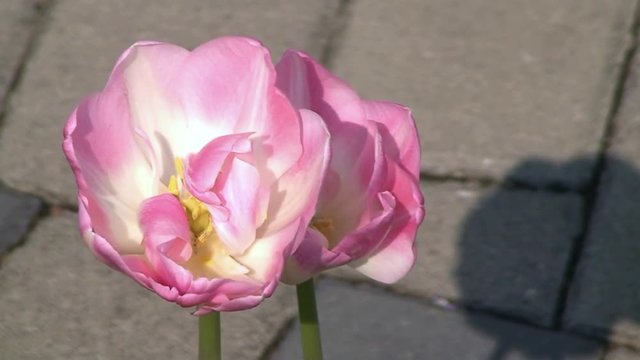 Zwei zartrosa Tulpen bewegen sich synchron mit ihrem Schatten im Wind