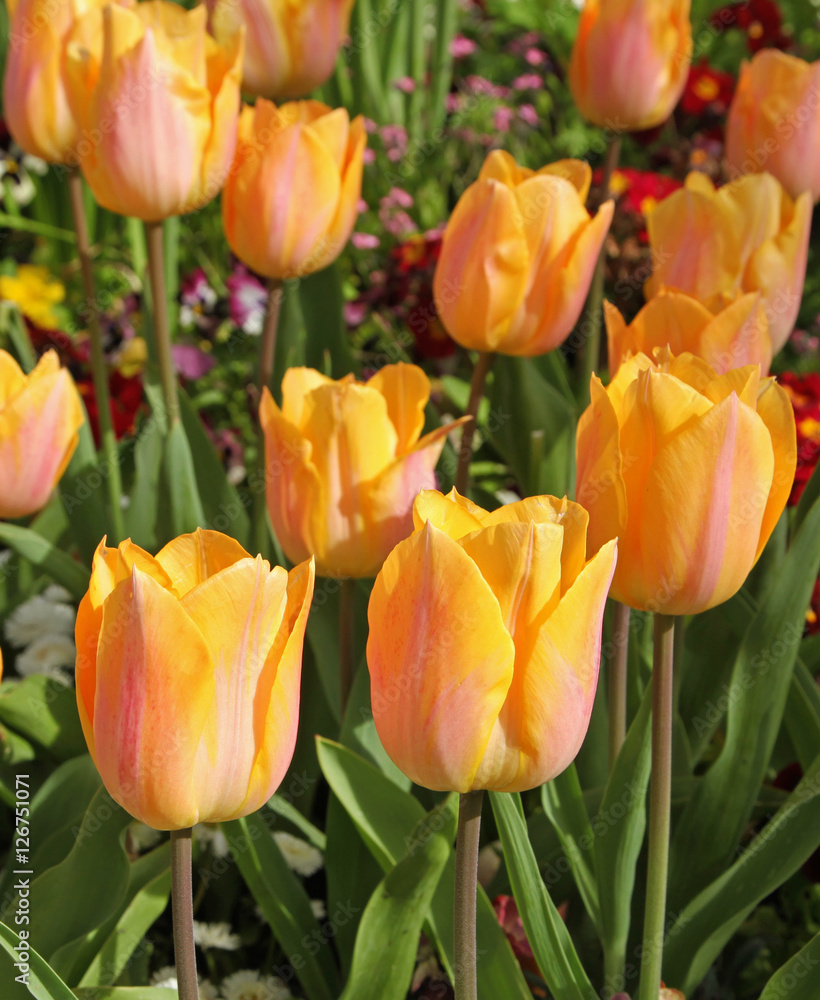 Poster Tulipes jaune saumon dans un massif