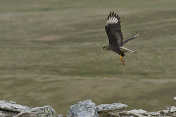 Southern Caracara (Caracara plancus) in flight over Carcass Island in the Falkland Islands.
