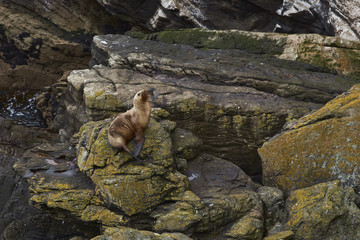 Southern Sea Lion (Otaria flavescens) on the coast of Carcass Island in the Falkland Islands.