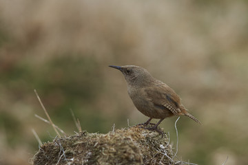 Cobb's Wren (Troglodytes cobbi) standing on hummock on Carcass Island in the Falkland Islands.