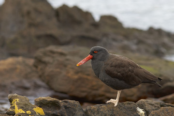 Blackish Oystercatcher (Haematopus ater) on the shore of Carcass Island in the Falkland Islands.