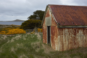 Obraz premium Farm buildings at Carcass Island Settlement in the Falkland Islands.