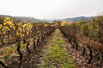 Fototapeta na wymiar vignes de la région Auvergne en automne