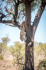 Naklejka na ściany i meble Leopard getting down from a tree.