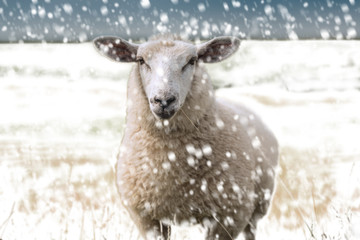 Schaf im Winter