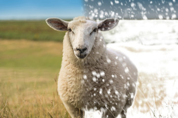 Schaf im Winter