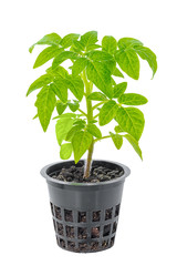 young seedling of fresh green tomatoes in flower pot is isolated
