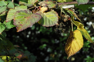 feuilles ,automnales, de murier