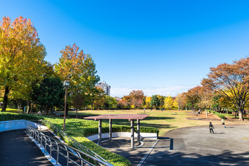 Obraz premium 秋晴れの公園