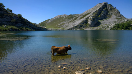 Fototapeta na wymiar View of a cow at Lake Enol in Lakes of Covadonga, Asturias - Spain