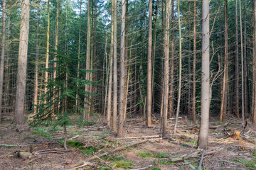 Forest of Dutch national park Veluwe with fir trees
