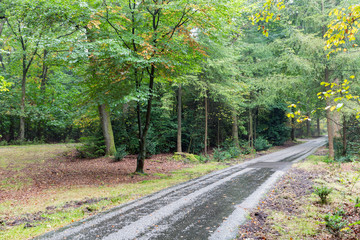 Bicycle path through autumn forest of Dutch National Park Veluwe
