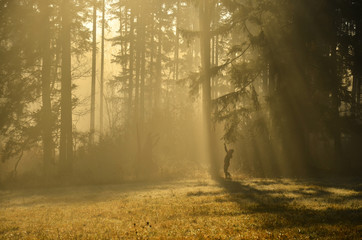 Girl in morning rays during calm autumn morning between forest and meadow