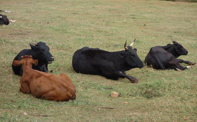 Cows in Kampala