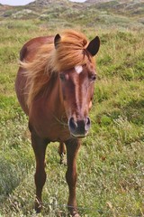 Dun horse with long mane in Denmark, Europe. In the Blaabjerg dunes plantation on the southern west coast with dunes, moor and heathland between Nymindegab and Henne Strand.