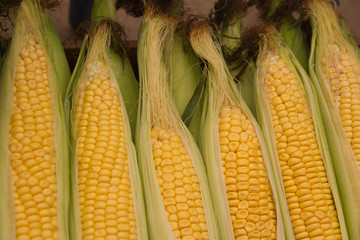 Sweet Corn on the cobs ripe and ready to cook.