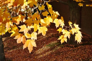 Colorful golden yellow foliage of a maple tree in autumn