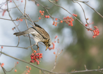 Drozd kwiczoł i jarzębina