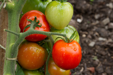 Tomatoes ripening on the vine outdoors in the English country garden.