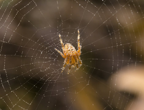 European garden spider in its web with water drops