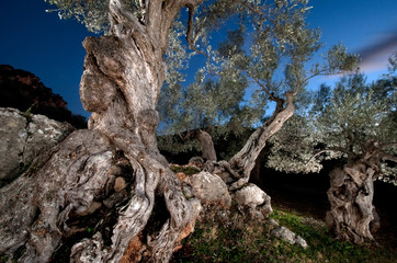 Fototapeta na wymiar Olivenbaum bei Valldemossa, Mallorca, Spanien
