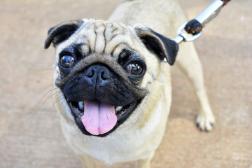 cute little Pug dog with wrinkles