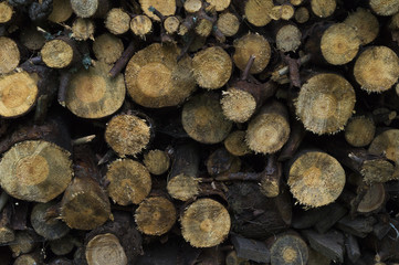 woodpile