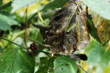 feuilles de murier pourries