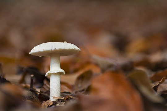 White beautiful mushroom striking out of the autumn colored leav