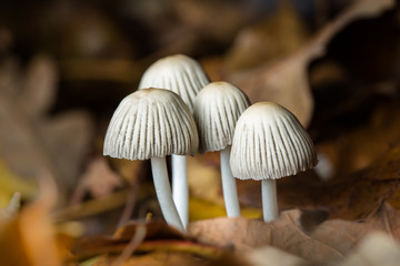 Cluster of mushrooms, macro image