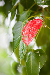 Leaves bodhi tree on a rainy day.