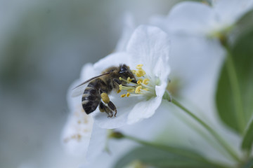 Wespe auf einer Blüte