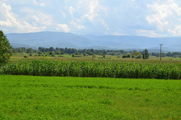Landscape of corn field with green grass in front of it and mountain in background under cloudy sky
