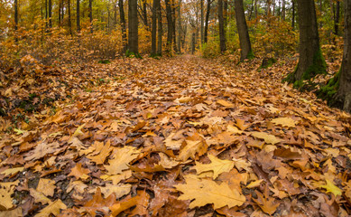 herbstliche Landschaft