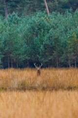 Männlicher Hirsch im Nationalpark De Hoge Veluwe blickt mich an